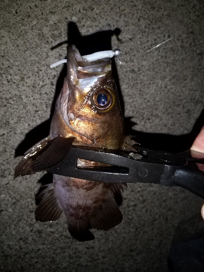 今日もアジ狙い