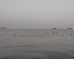 マゴチ今年初！