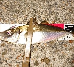 アジの刺身が食べたくて