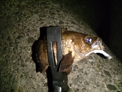 強風ライトゲーム