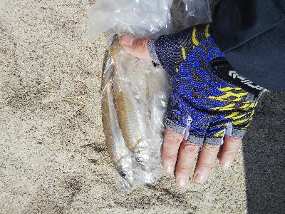 天橋立のキス釣り