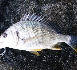 フッキングの練習