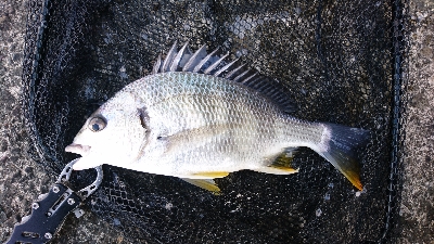 フッキングの練習