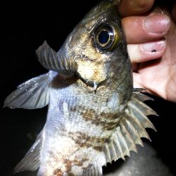 釣具屋ついでにメバルと戯れ