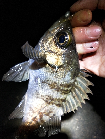 釣具屋ついでにメバルと戯れ