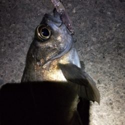 明日の晩御飯の仕入れ