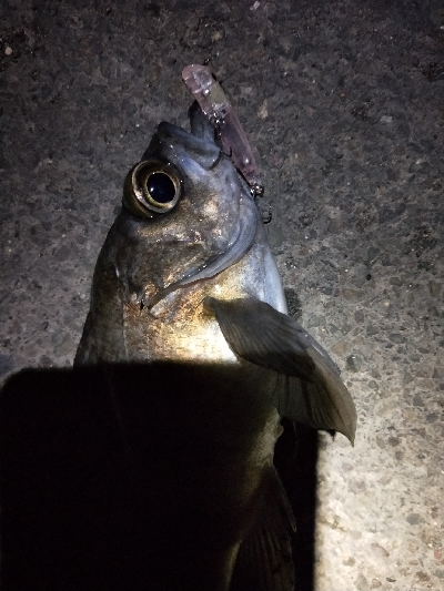 明日の晩御飯の仕入れ