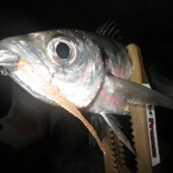 まだアジはおった~