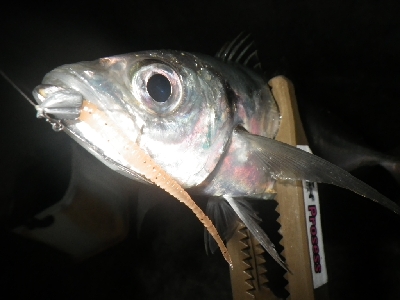 まだアジはおった～