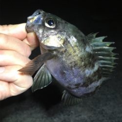 大潮メバリング