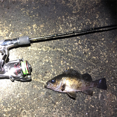 2021 佐渡ヶ島 メバリング