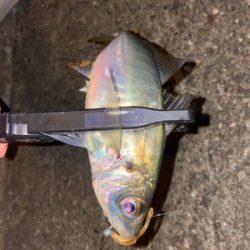 水温上昇アジング‼︎