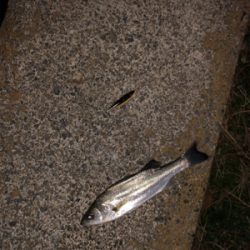 バチシーバス！