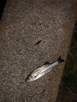 バチシーバス！