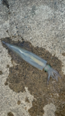 爆風予報の釣行で…