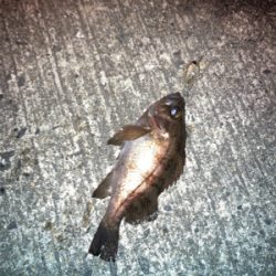 メバルプラッギング