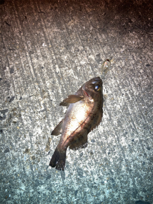 メバルプラッギング