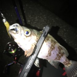 アジングのつもりが…