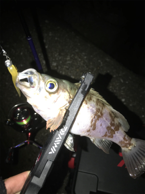 アジングのつもりが…