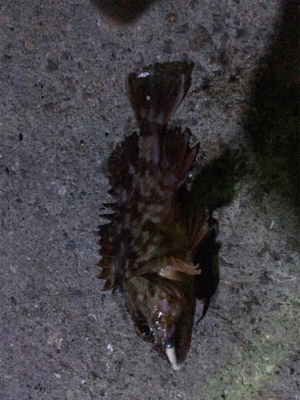 癒しのガシリング