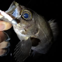 神戸西エリア良型赤メバル