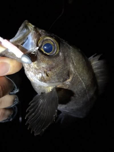 神戸西エリア良型赤メバル