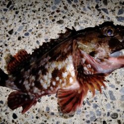 メバル留守中はシーバス