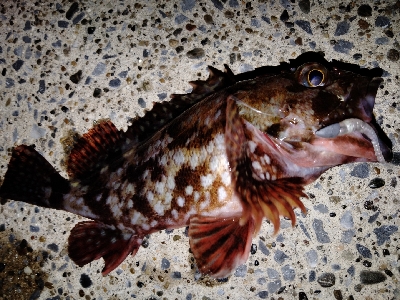 メバル留守中はシーバス