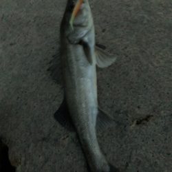 グッドサイズ シーバス!