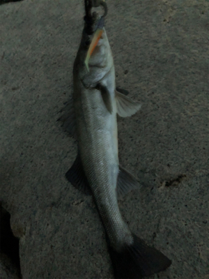 グッドサイズ シーバス!