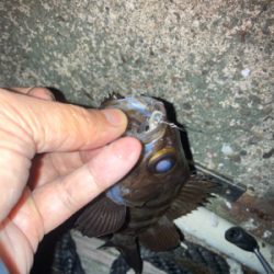 メバルプラッギング