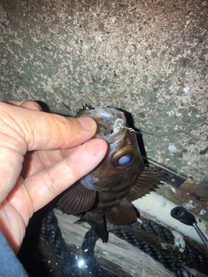 メバルプラッギング