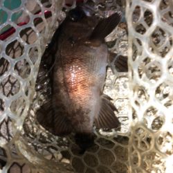 プラッキングメバル