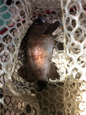 プラッキングメバル