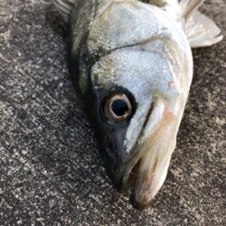 朝マヅメからエビ撒き