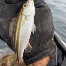 愛南町 磯フカセ