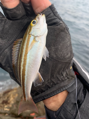 愛南町 磯フカセ