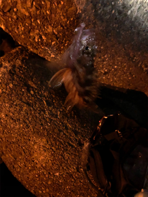 なかなか乗せられず…