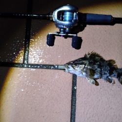 ベイトロックで良型タケノコメバル！