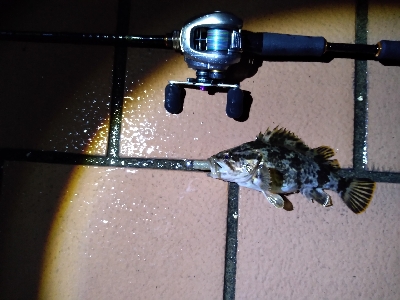 ベイトロックで良型タケノコメバル！