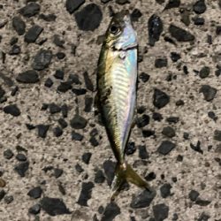 今年初のナイトアジング！！