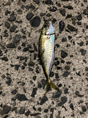 今年初のナイトアジング！！