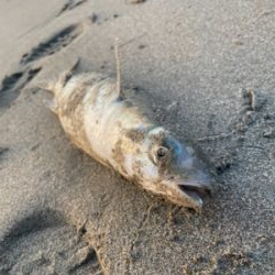 朝のライトショアジギング