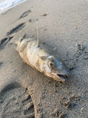 朝のライトショアジギング