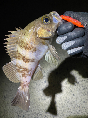 プラグで爆釣！