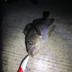 メバリングっ！！