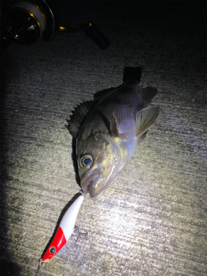 メバリングっ！！