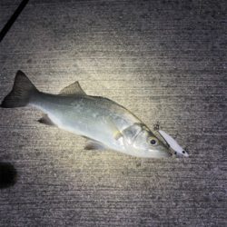 久しぶりのメバリング