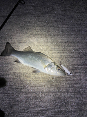 久しぶりのメバリング