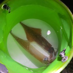 初ヤリイカのウキ釣り!